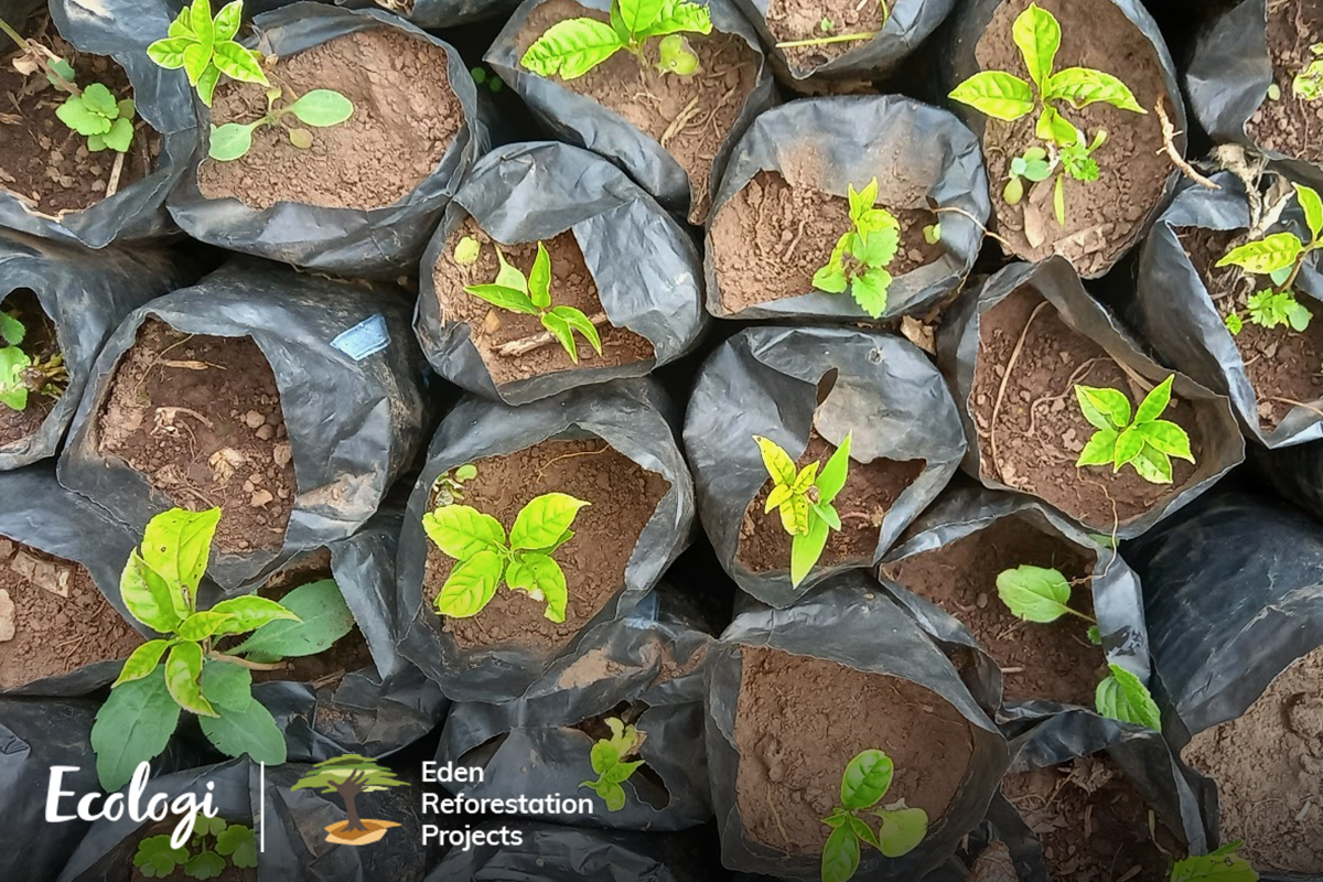 Ecologi reforestation projects