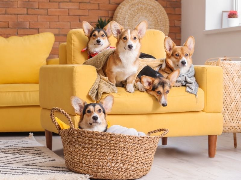 The Real Cost of Pet-Friendly Rentals and Design Tips to Increase Profitability in London