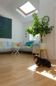 Sunny interior with a dog