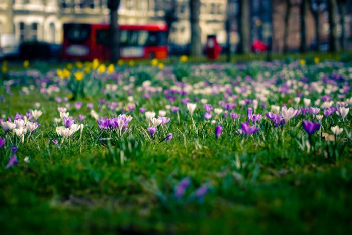 flowers blooming in London parks
