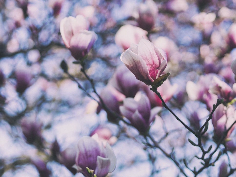 Purple flowers in spring